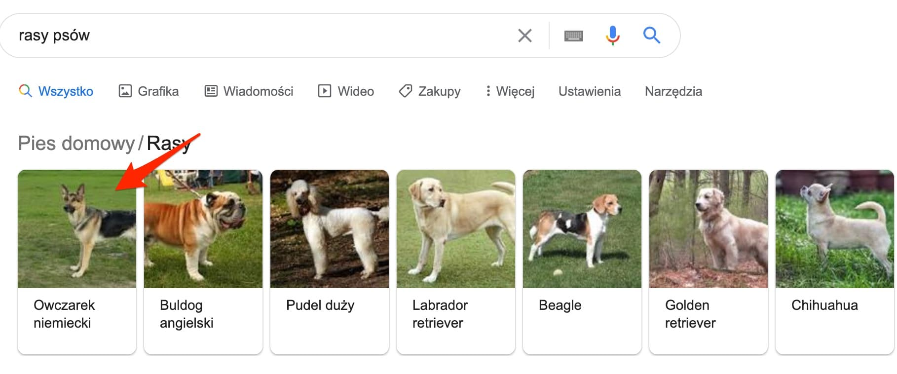 rasy psów - wyniki w Google