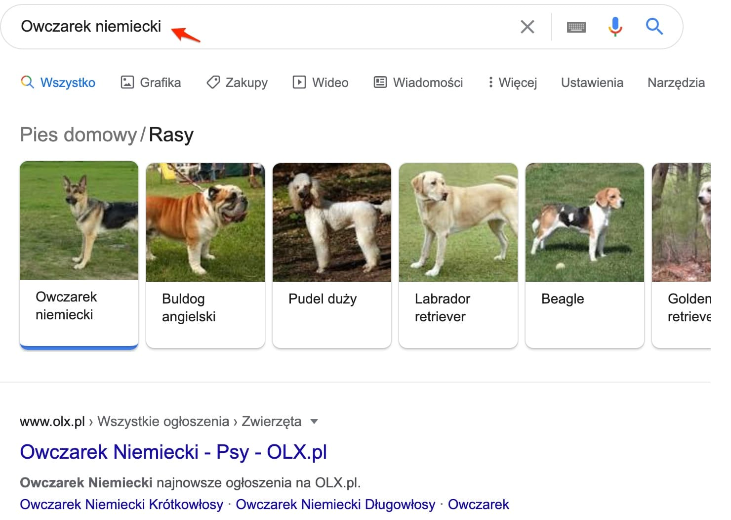 owczarek niemiecki - wyniki wyszukiwania frazy w Google